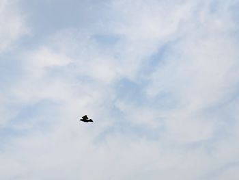 Low angle view of eagle flying in sky