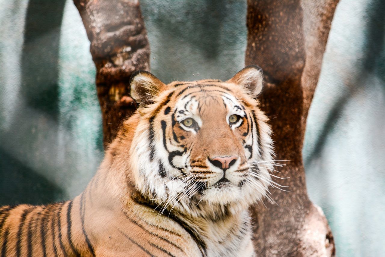 animal themes, one animal, mammal, tiger, animals in the wild, wildlife, animal markings, safari animals, whisker, close-up, animal head, endangered species, natural pattern, feline, part of, big cat, portrait, looking at camera, day, outdoors