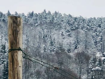 Close-up of snow on tree in forest