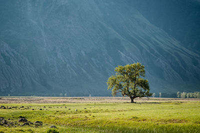 Tree on field against mountain