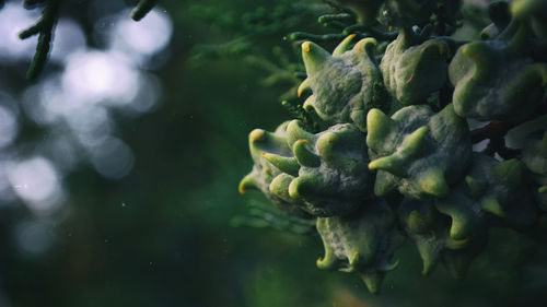 Close up of fresh green leaves