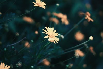 Close-up of flowers blooming outdoors