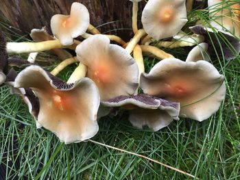 Close-up of mushroom growing on field
