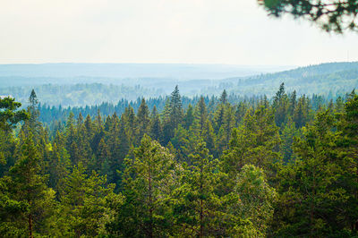 Pine trees in forest against sky