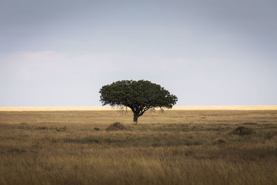 Tree on field against sky