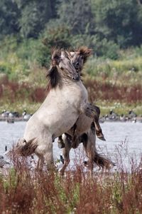 Horses fighting at riverbank