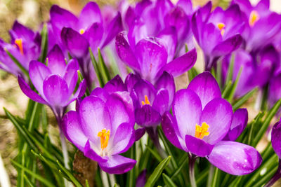 Close-up of purple crocus flowers