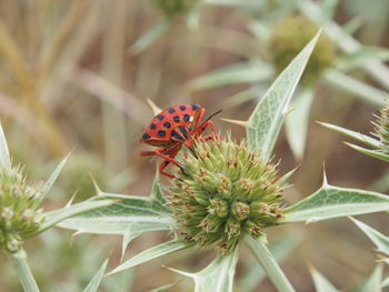 Close-up of red and black heteroptera