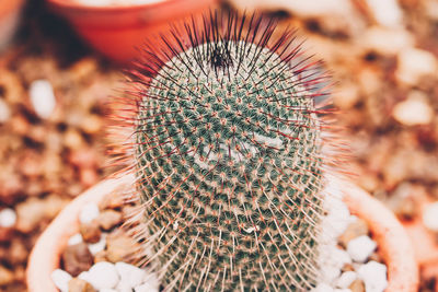 Close-up of cactus flower