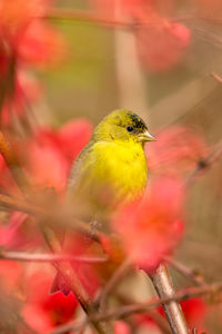A lesser goldfinch perched in a flowering quince tree.