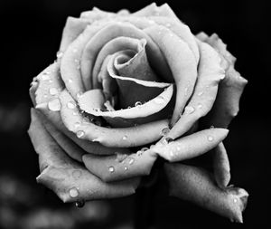 Close-up of wet rose blooming against black background