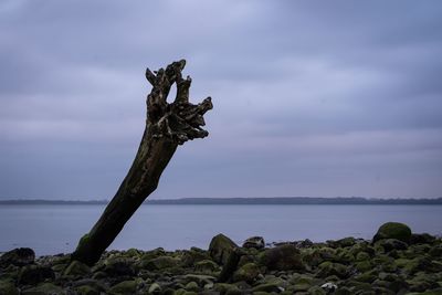 Driftwood on rock by sea against sky