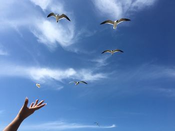 Low angle view of birds flying against sky