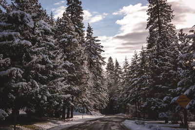 Trees against sky during winter