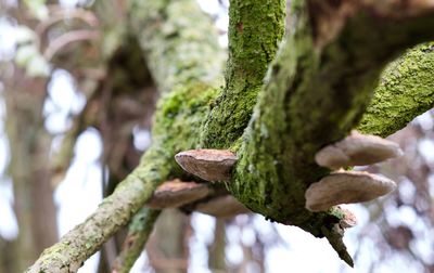 Close-up of moss growing on tree trunk