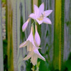 Close-up of purple flowers
