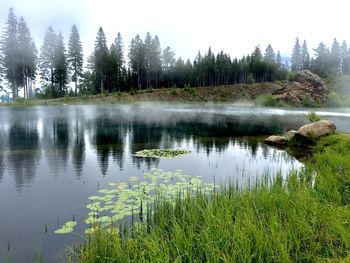 Scenic view of lake in forest