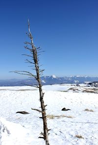 Dead tree on snow covered landscape against clear blue sky