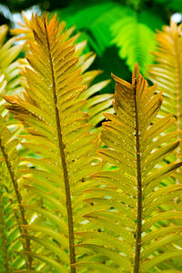 Close-up of fern leaves