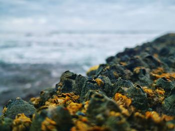 Close-up of rocks on beach against sky