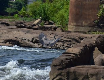 View of bird on rock by sea