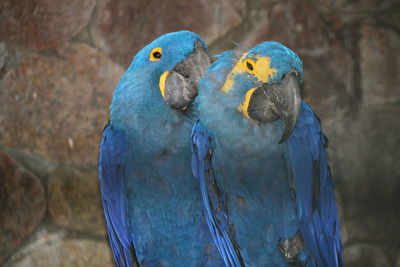 Close-up of parrot perching