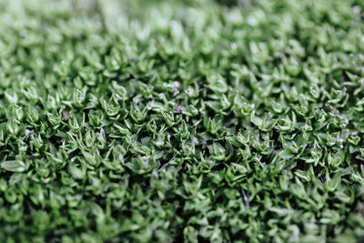 Full frame shot of chopped vegetables