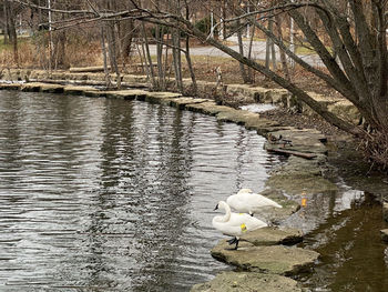 Swan in a lake