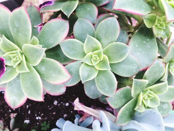 Full frame shot of succulent plant