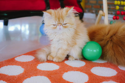 Close-up portrait of cat relaxing at home