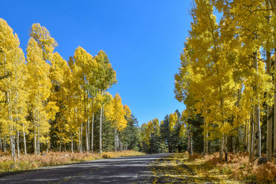 Road amidst trees against sky during autumn