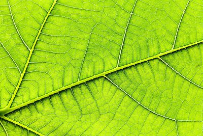 Full frame shot of leaf