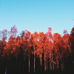 Low angle view of trees against clear blue sky