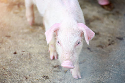 New born pig or cute on a farm.