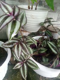 Close-up of potted plant on table