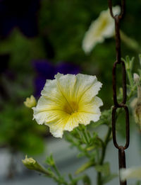 Close-up of white flowering plant