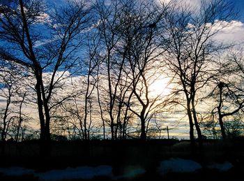 Silhouette of trees at sunset