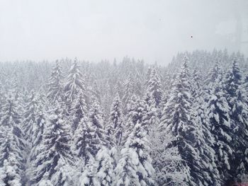 Snow covered trees in forest against sky