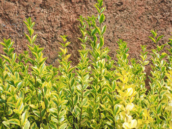 Close-up view of plants