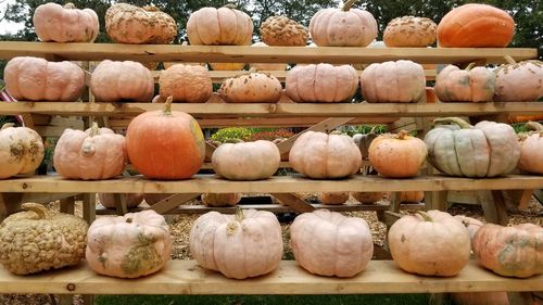 Full frame shot of pumpkins for sale