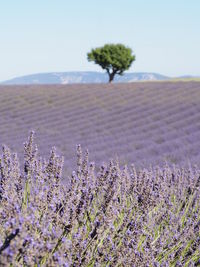 Plants growing on lavender field against sky