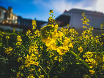 Close-up of yellow flowers