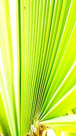 Close-up of palm leaves