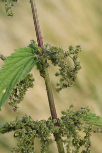 Close-up of fresh green plant