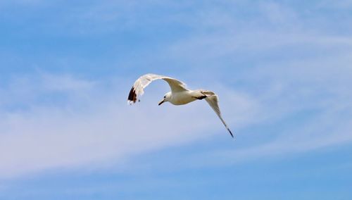 Low angle view of seagull flying in sky