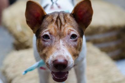 Close-up portrait of dog