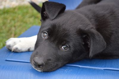 Close-up portrait of black dog relaxing outdoors