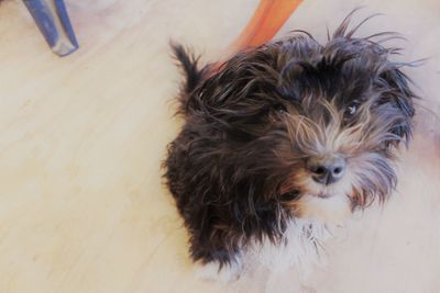 Portrait of dog
