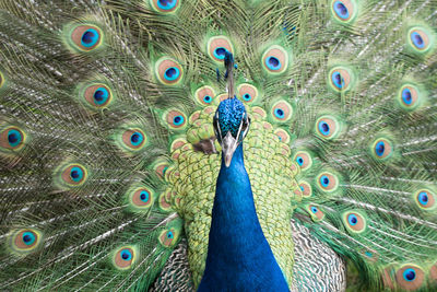 Close-up of peacock