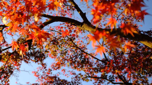 Low angle view of maple leaves on tree